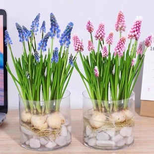 Grape Hyacinth Seed Bulbs Hydroponic Hyacinth Seed Bulbs Easy-To-Live Potted Indoor and Outdoor Balcony Cold-Resistant Flower Seeds