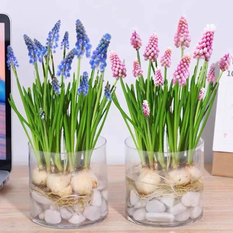Луковицы семян виноградного гиацинта, луковицы семян гидропонного гиацинта, легко живущие горшечные семена холодостойких цветов для внутреннего и наружного балкона