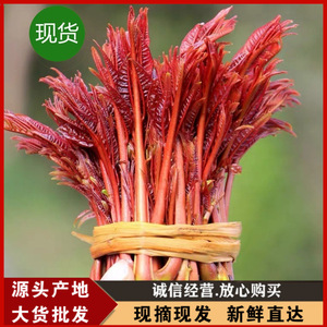 现货头茬香椿芽春季嫩芽露天红油香椿菜现摘现发