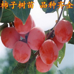 ̫�S���Ә���޽Ӵ������o�������箔��Y���ϱ����Nֲ���Ե��Թ�