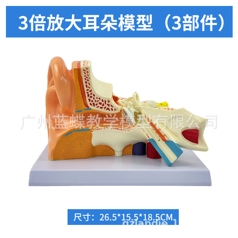 ��ѧ�����������Ŵ�ģ�Ͷ����������ڶ�������ϵͳ���乹��ҽѧ