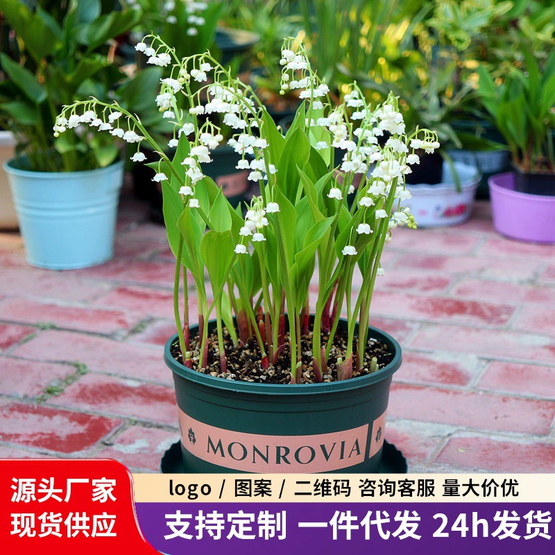От имени корня ландыша горшечная Лилия долины балкон посадка горшечных цветов ландыша саженцы с бутонами отправлены в этом году цветения