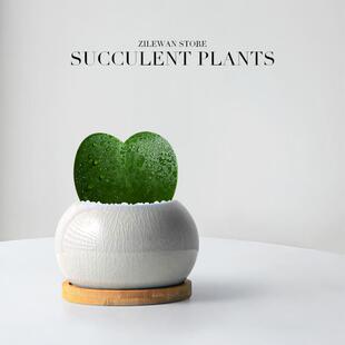 A Piece of Heart-Shaped Succulent Small Potted Plant, Heart-Leaf Orchid, Office Desktop Plant, Creative Gift, Indoor Green Plant, Easy to Feed