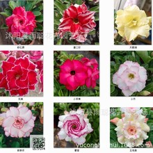 沙漠玫瑰种子混合盆栽花卉种子易种活室内阳台盆栽装饰10粒起