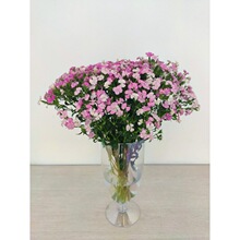 相思梅鲜花云南直发直批家用插花水养基地斗南花市花卉花束
