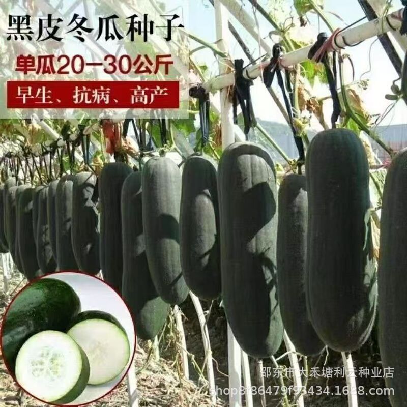 Black-Skinned Winter Melon Seeds, Extra-Large Winter Melon Seeds, Giant Hybrid Spring, Summer and Autumn Balcony Potted Vegetables Black-Skinned Winter Melon Seeds, Extra-Large Winter Melon Seeds, Giant Hybrid Spring, Summer and Autumn Balcony Potted Vegetables