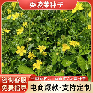 ί��˷N�Ӱ��^�̷N�Ӹ���ͥԺ���������^�ر�ֲ���ͺ���ꎻ��N