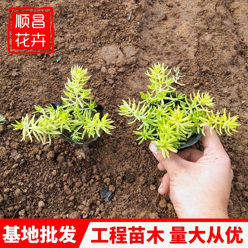 Seduraceae Cup Рассада Озеленение крыши Ландшафтные растения Многолетние цветы Декоративная теплоизоляция Горшечные растения