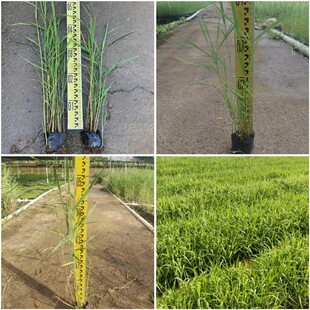 Base Direct Sales Aquatic Reed Seedlings, Park River Pond Aquatic Green Plants, Wetland Greening, Reed Root Water Body Greening