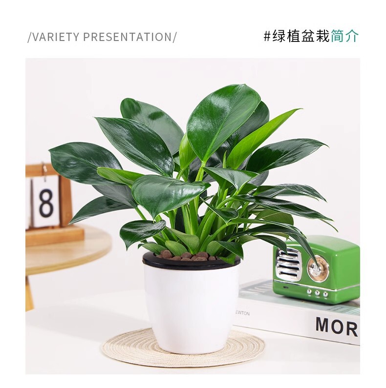 逸品の金ドリルの鉢植えの植物の緑の王女の水培緑植はホルムアルデヒドを除いて放射を防ぐ室内の多肉の四季がよく養います。|undefined
