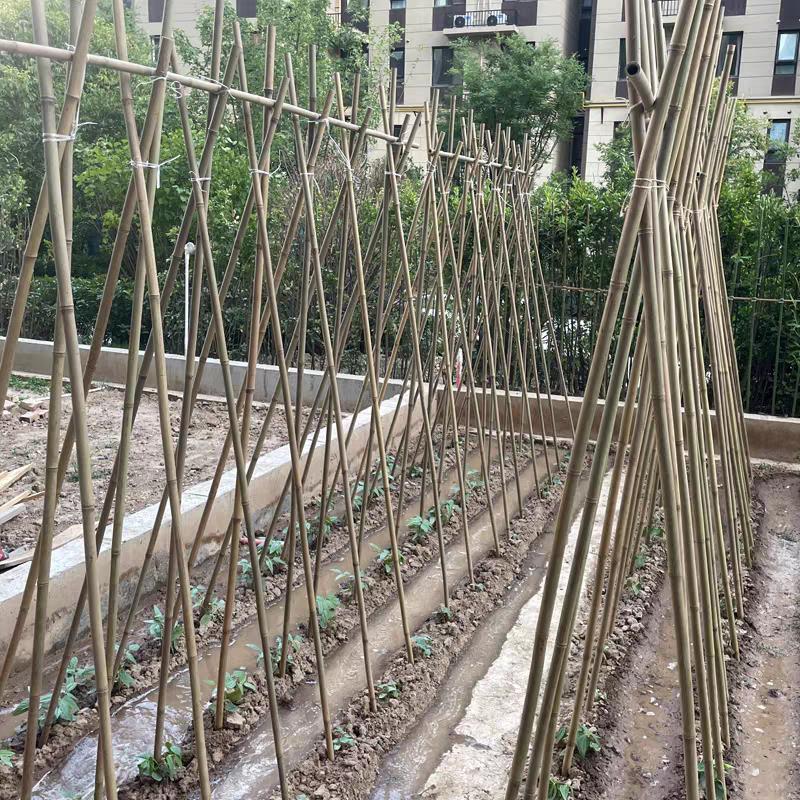 菜园搭架杆竹子竹竿子种菜园搭架杆黄瓜豆角瓜果果树西红柿篱笆|undefined