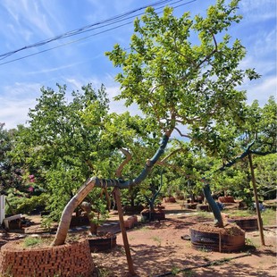 ����б�h���ͼt������������l �Lɳ�t�������r�� ȫ�ڼt���F����