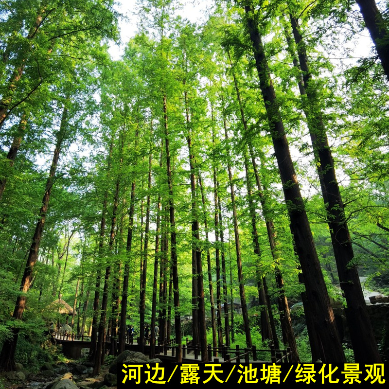 땅심기 권장 4cm개