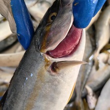 �ƽ�����Ƭ�ش���������Ұ��������ʻ��䶳��β����ι���