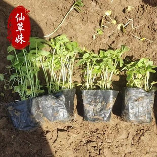 Large-Flowered Okra Cup Seedlings Hibiscus Kwai Landscape Flower Sea Florals Cold-Resistant, Drought-Resistant, Heat-Resistant and Salt-Tolerant Large-Flowered Okra Seedlings