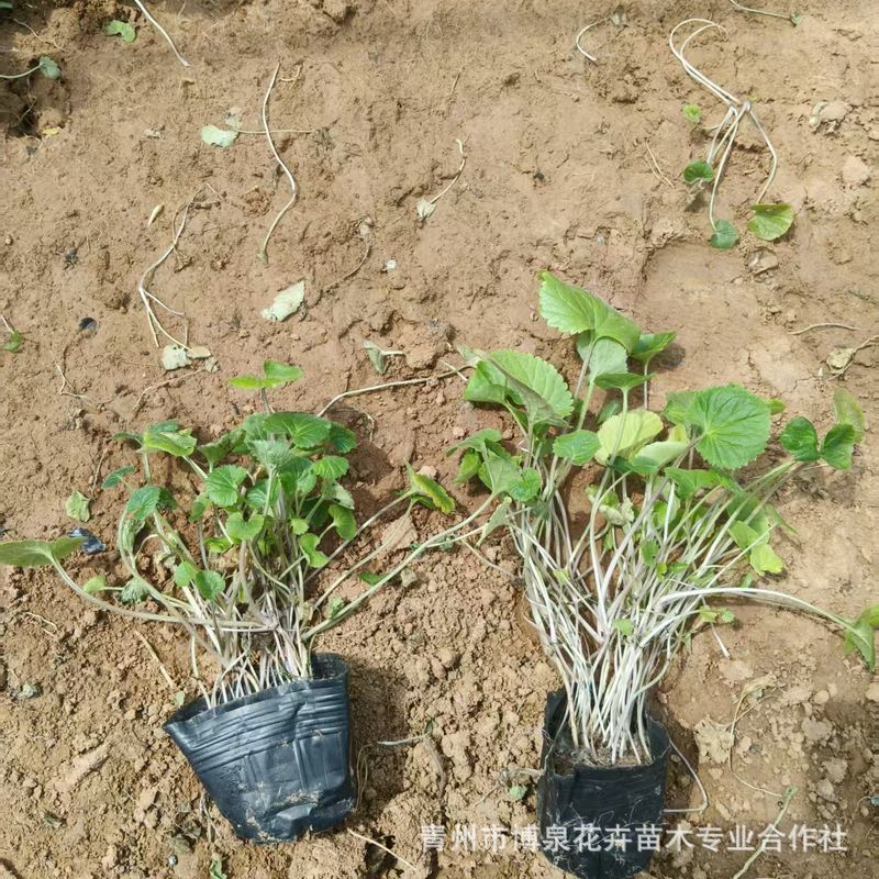 批发多年生草花二月兰 宿根花卉二月蓝杯苗 园林道路绿化二月兰苗