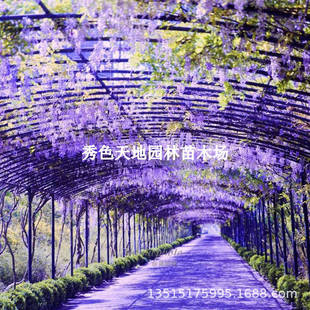 Wisteria Saplings with Buds, Climbing Vines, Old Pile Flower Seedlings, Potted Plants, Easy to Survive, Blooming in All Seasons, Garden Florals