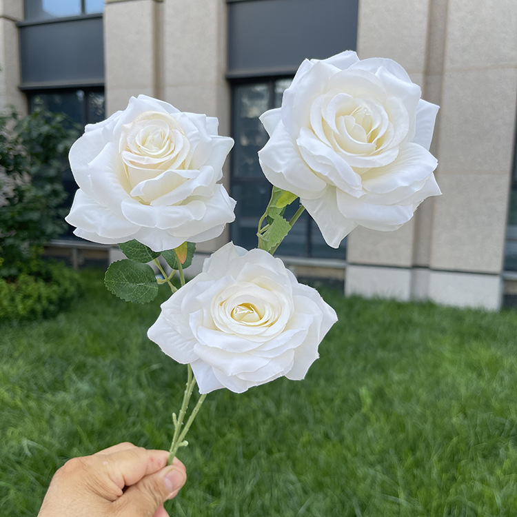 3头佳人玫瑰-sxgjkx-白色.JPG