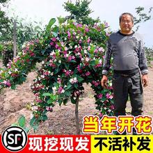 ����\��������ͥԺ�ͺ��ͺ����Ի�����ľ�t�����\�������ľֲ��