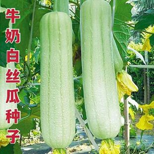 ������ʽ�ϷN����z�����r�S�a���촺���߲����r�׽z���͟��