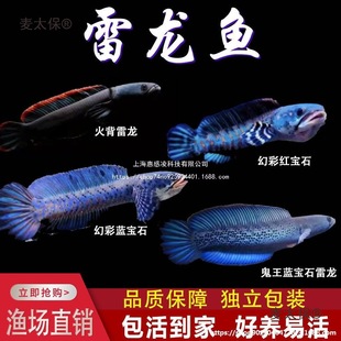 �w�~������{��ʯ�����~�����ò������^�p�~���{�ßᎧ�t�t��̫��