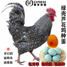 纯种汶上绿壳芦花鸡种蛋受精蛋可孵化高产小鸡柴鸡土鸡受精卵包邮