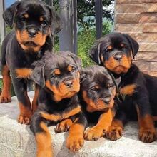 ���l�_���{����Ȯ����Ȯ��Ȯ���w�������N����ϵ�o�lȮС������Ȯ