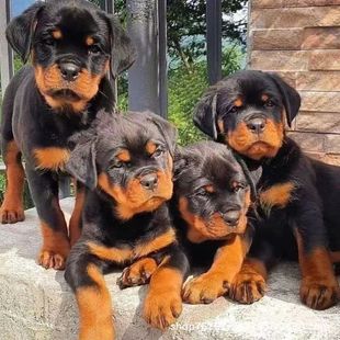 ���l�_���{����Ȯ����Ȯ��Ȯ���w�������N����ϵ�o�lȮС������Ȯ