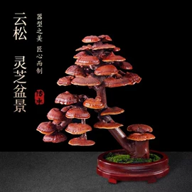 灵芝;天麻;盆景