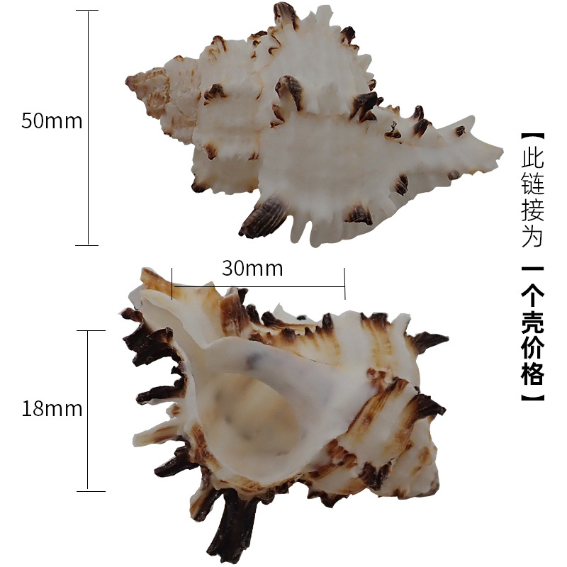 X04 검은색 레이스 달팽이 4-5cm 게에 적합
