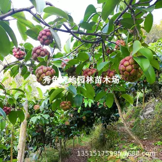 黑老虎苗布福娜水果树苗奇特果恶魔果实树苗爬藤酒饭团南北方种植