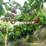 种植奇特水果树苗树苗