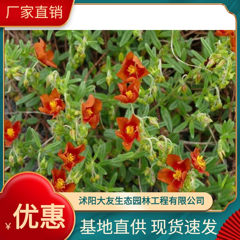 Цветочная база на полдня оптом, сорт собственного производства, полный ландшафтный дизайн, Зеленые саженцы