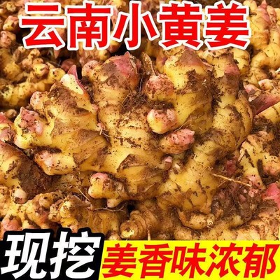 雲南小黃姜新鮮姜冷庫姜市場姜電商姜烤姜風幹姜出口姜批發