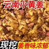 云南小黄姜新鲜姜冷库姜市场姜电商姜烤姜风干姜出口姜批发|ms