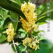 四季桂花盆栽树苗庭院室外阳台绿植花卉浓香型月月桂盆景开花不断