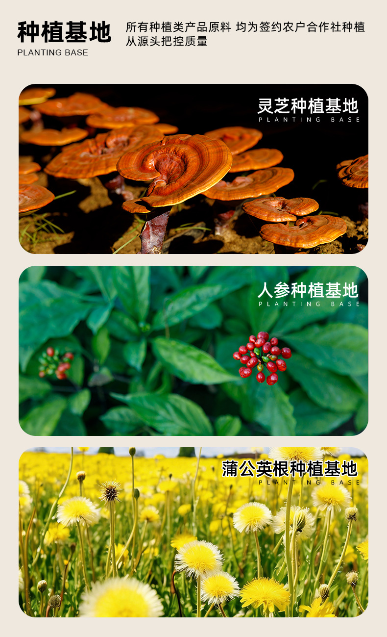 Changbai Mountain Siberian Ginseng Leaf Tea Ci Wu Jia Herbal Wellness Tea 240g Three Cans in use