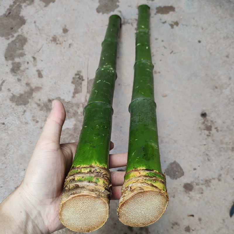 Твердая бамбуковая палочка Бамбук Юйхуа Резьба по бамбуку Бамбук Polygonatum Odoratum Старая вода Бамбуковый круг Кнут Костыль Бамбуковая палочка Корень бамбукового стержня