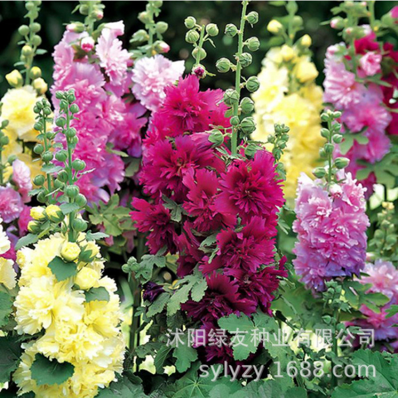 Semillas de flores, semillas de flores.
