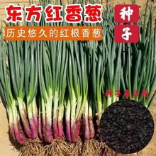 �t��С���[�N�Ӽt�[�^С���[���[�^�[�N���ļ��r�����Բ��߲˷N��