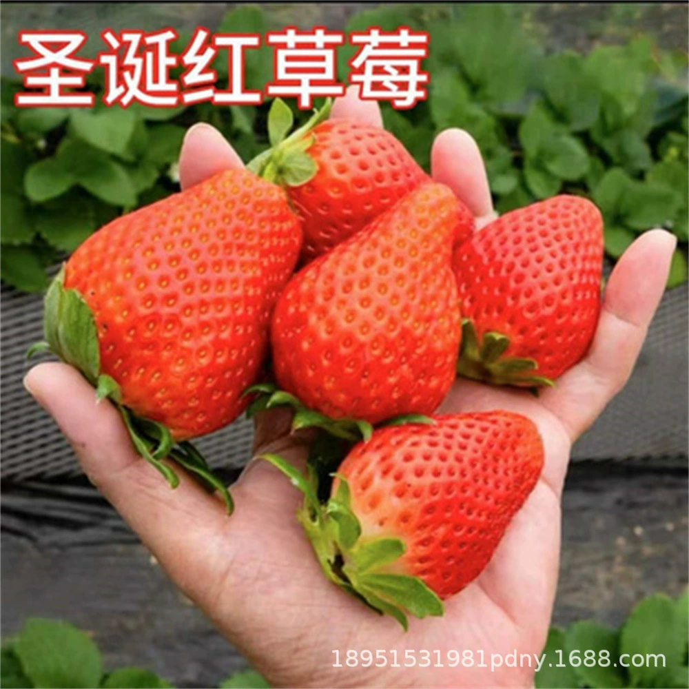Крем Клубника Рассада Frandi Горшок с горшком почвы Sui Bead Съедобная красота Четыре сезона Результаты Южный балкон Посадка