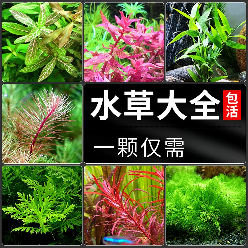 Водные растения, настоящая трава, ландшафтный дизайн аквариума, гидропоника, пресная вода, живой пакет, мх, ленивые передние, средние и задние отрицательные водные растения