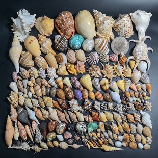 Natural Conch Shells, Starfish, Fish Tank Landscaping, Hermit Crab Shell Changing, Drift Bottle Materials, Home Decoration Ornaments