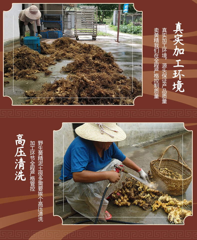 Wild Huang Jing Dried Polygonatum Root Tea Grade 500g Steamed and Sun Dried from Jiuhua Mountain Anhui in use
