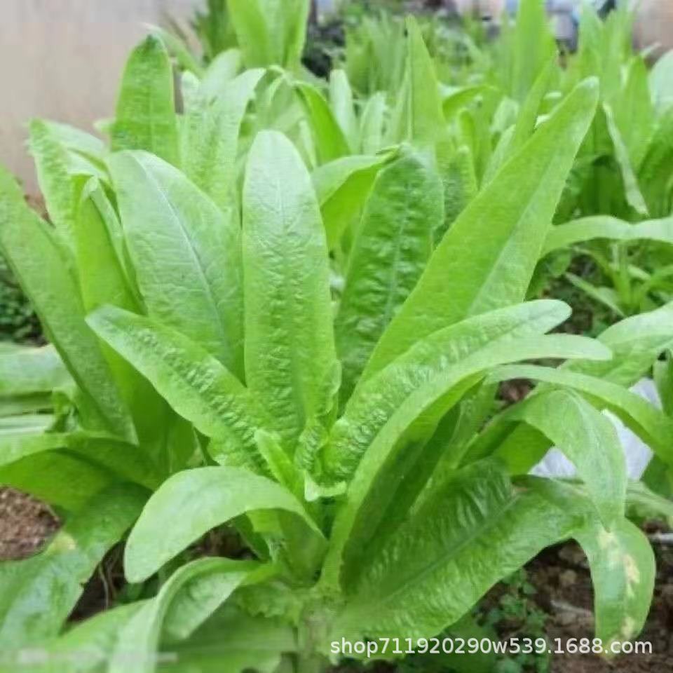 八甲唛甜麦菜种子苦麦菜广东油麦菜种子四季麦菜蔬菜种子大全