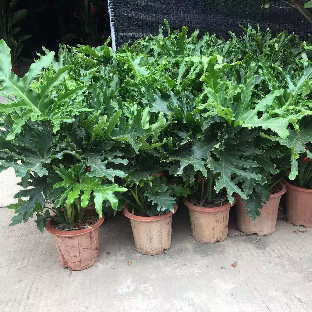 Весеннее перо в горшке старый ворс длинная шкала зеленый бархат гидропонное растение весенний дождь Крытый лист зеленое растение хорошее растение