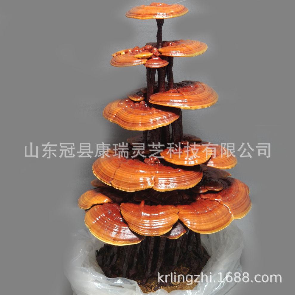 灵芝盆景批发 山东灵芝种植基地 山东灵芝盆景 康瑞灵芝盆栽-阿里巴巴