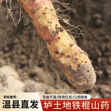 垆土铁棍山药粉糯香甜正宗新鲜山药批发自家种植产地直发新鲜山药