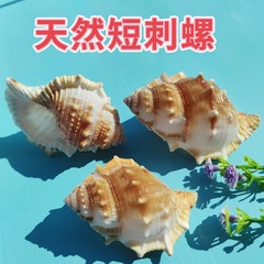 天然貝殻サザエ家庭水槽水族館造影微景観装飾工芸品