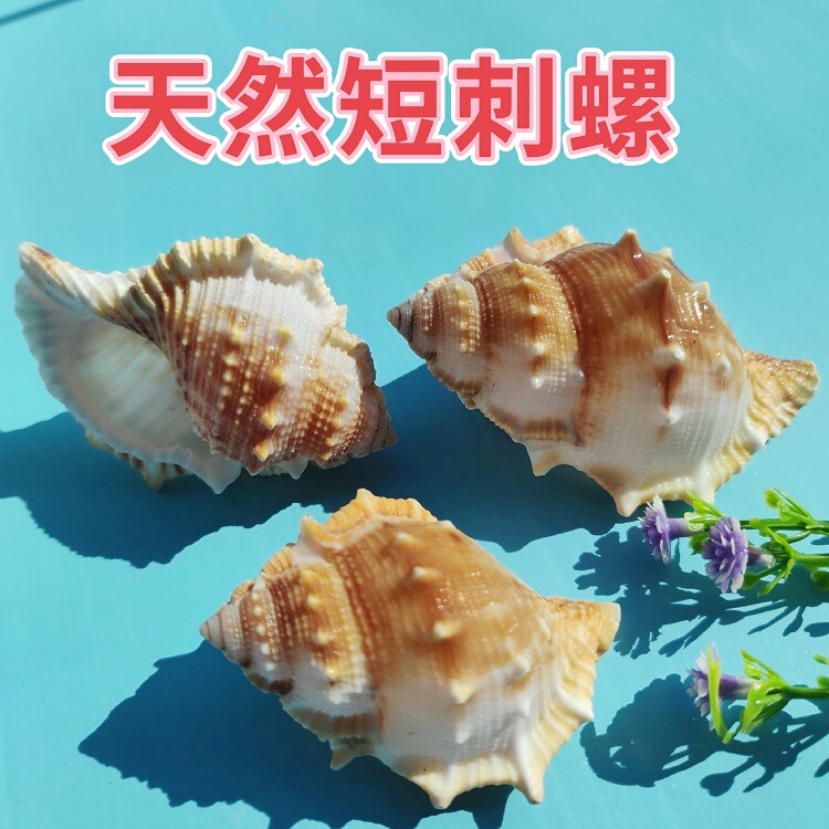 Natural Shell Conch Snail Home Fish Tank Aquarium Contrast Micro Landscape Decoration Crafts